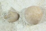 Asaphus Kotlukovi Trilobite With Cystoid #45985-3